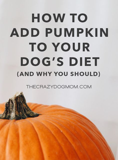 Did you know pumpkin is safe for dogs? It's actually considered a superfood because it's so nutrient packed. If you prefer to listen to this on video instead, you can watch it on our YouTube Channel. Benefits of Pumpkin Pumpkin contains vitamins A, C, and E as well as iron and potassium. Vitamin A is a powerful antioxi How Much Pumpkin To Give Dogs, Dog Vitamins Best, Canned Pumpkin For Dogs, Benefits Of Pumpkin, Types Of Pumpkins, Dog Vitamins, Good Gut Bacteria, Upset Tummy, Dog Pumpkin