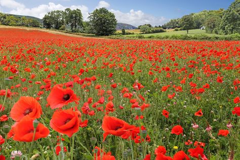 Poppy Field Photography, Poppy Field Painting, Field Photography, Poppy Fields, Watercolor Art Landscape, Flanders Field, Boat Art, Poppy Field, Fields Photography