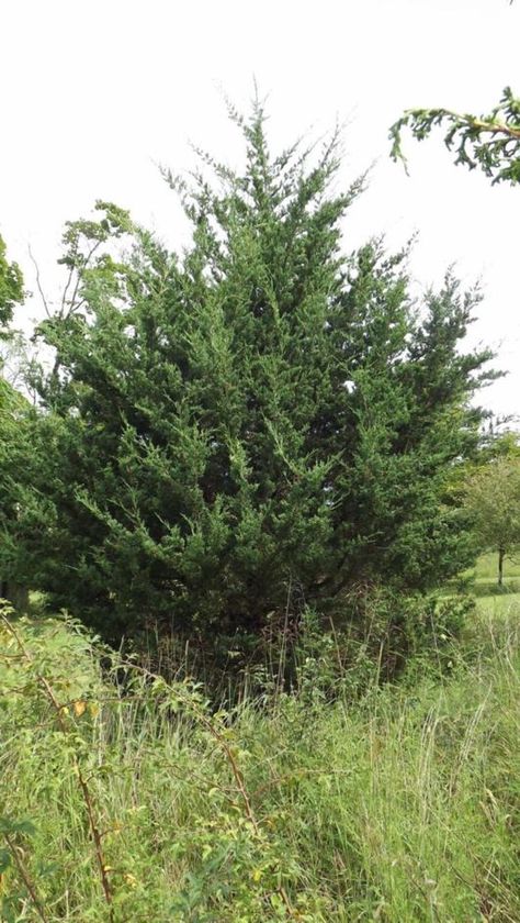 Juniperus Virginiana, Screen Plants, Planting Guide, Evergreen Trees, Common Names, Black Walnut, Planting, Manhattan, Walnut