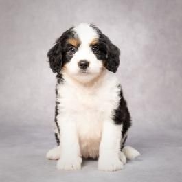 Honey - Mini Bernedoodle Puppy for Sale in Applecreek, OH | Lancaster Puppies Mini Bernedoodle Puppy, Bernedoodle Puppies, Mini Bernedoodle, King Charles Puppy, Puppy Find, Bernedoodle Puppy, Cavapoo Puppies, Lancaster Puppies, Puppy For Sale