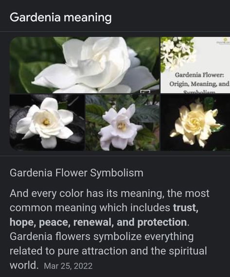 Gardenia Flower Meaning, Gardenia Meaning, Moonflower Meaning, Pretty Flowers Pictures, Gardenia Flower, Flower Language, Flower Meanings, Victorian Flowers, Nothing But Flowers