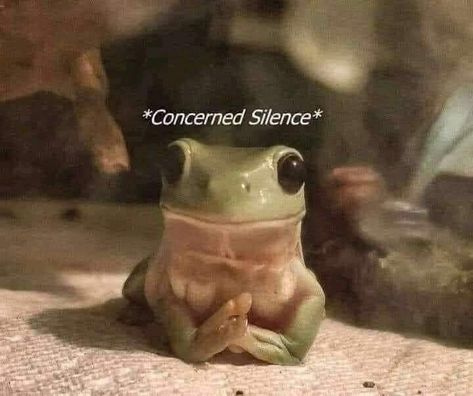 Response Memes, Text Memes, A Frog, Funniest Memes, Zooey Deschanel, Silly Animals, Mood Humor, Funny Reaction Pictures, Cute Memes