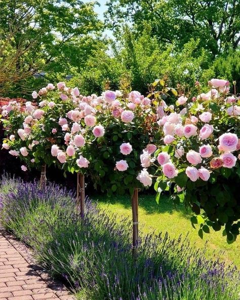 Sincerely Tennessee, Rose Garden Design, Front Garden Landscape, Lavender Garden, Rose Trees, Garden Inspo, Have Inspiration, Secret Gardens, Outdoor Gardens Design