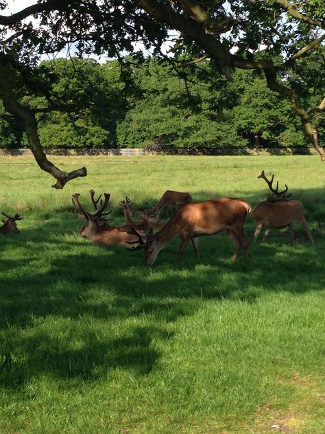 Bushy Park, London Bushy Park London, Bushy Park, Stunning Scenery, London Park, Aesthetic Stuff, The Great Outdoors, Art Design, London, Quick Saves