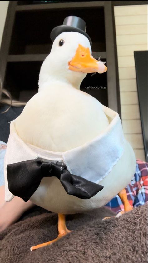 Duck Wearing Clothes, Funny Ducks Photos, Cursed Duck, Ducks With Hats, Duck With A Hat, Duck With Glasses, Duck With Hat, Duck Aesthetic, Funny Ducks