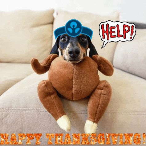 Happy Thanksgiving turkey dog via GIPHY  gif help Turkey Dogs, Dog Thanksgiving, Cute Dog Pictures, Animale Rare, Funny Dachshund, Weenie Dogs, Silly Dogs, Dachshund Lovers, Dachshund Puppies