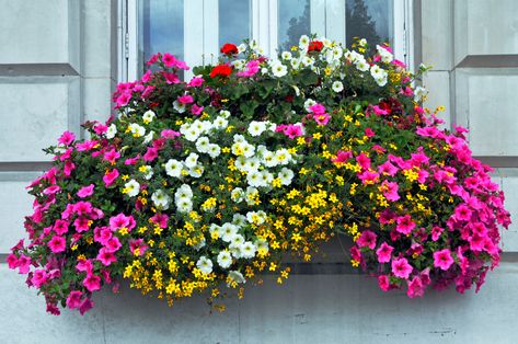 Best Flowers for Window Boxes — 7 Vibrant Varieties to Try | Livingetc Best Flowers For Window Boxes, Flowers For Window Boxes, Connecting With Nature, Box Flowers, Window Box Flowers, Sun Loving Plants, Rock Flowers, Creeping Jenny, Aesthetic Garden