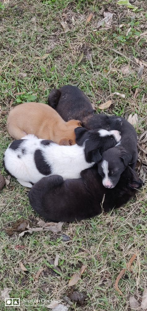 They are just few days old and one of them died due the cold weather 🥺, If you are Indian you will know how many stary dogs don't survive cause of the weather, please try to adopt these stray dogs if you are an animal lover; this small thing will save life of a puppy or a dog ✨💜🤞 #savestrays Stray Puppy, Puppies Near Me, Street Dogs, Image Downloads, Save Life, A Puppy, An Animal, Stray Dogs, Panda Bear