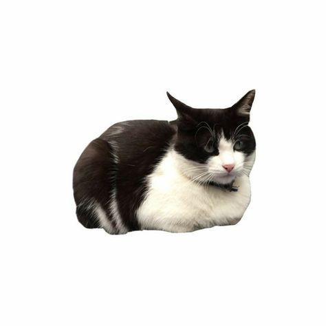 Cat Png Aesthetic, Cute Pngs For Editing, Cat Png Icon, Pngs For Edits, Collage Cat, P Png, Png Collage, Collage Png, Cats Png