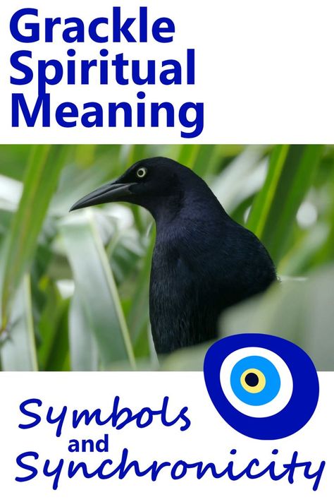 Grackle Spiritual Meaning Omens Signs, Grackle Bird, Bird Meaning, Spirit Animal Meaning, Animal Meanings, Dream Meaning, Animal Spirit Guides, Animal Symbolism, Dream Symbols