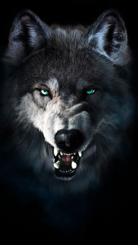 Wolf Roaring: original wallpaper with Wolf face. Black Wolf, Wolves, Black