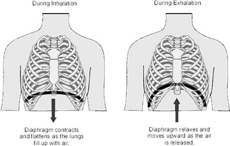 Intercostal Muscles, Vocal Technique, Inner Alchemy, Deep Voice, Vocal Exercises, Stomach Muscles, How To Sing, Deep Breathing, Singing Tips