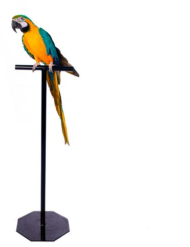 Birds Diy, Parrot Training, Parrot Stand, Checked Baggage, Bird Stand, Bird Care, Cedar City, Dressing Rooms, Pet Bird