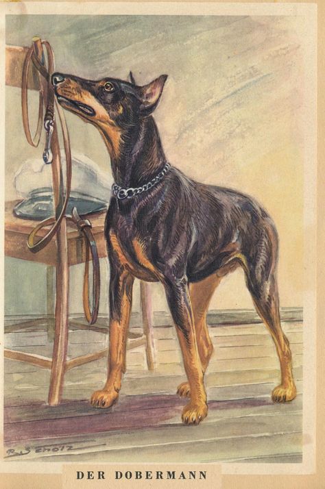 Doberman Illustration, Vintage Doberman, Doberman Pinscher Natural Ears, Doberman Art, German Text, Doberman Pinscher Dog, Doberman Puppy, Doberman Dogs, Dog Artwork