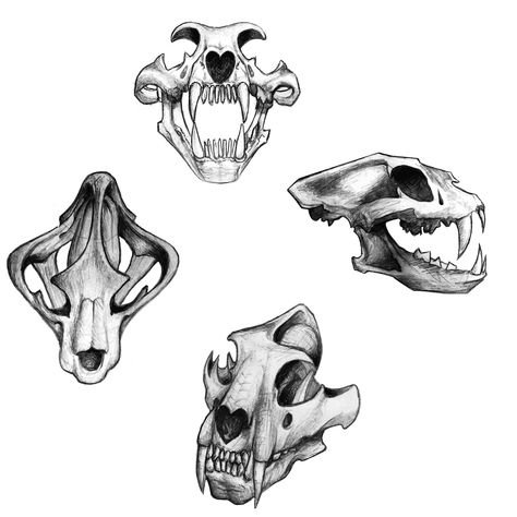 Canine Skull, Lion Skull, Bone Drawing, Tiger Skull, Bear Skull, Skull Sketch, Skeleton Drawings, Floral Tattoos, Elbow Tattoos