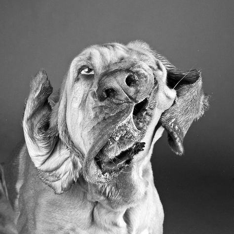 So cool - and slightly creepy.  Photo taken of wet dog, mid-shake. Dog Shaking, Motion Photography, Pet Photographer, Funny Dog Pictures, Dog Face, Shake It Off, Dog Photography, Baby Dogs, Dog Portraits