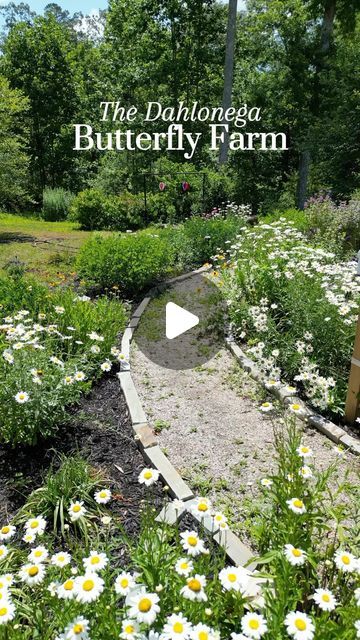 Discover Dahlonega on Instagram: "Have you ever visited a Butterfly Farm? 🦋 Check out @dahlonegabutterfly farm on your next trip to the mountains! #DiscoverDahlonega" Butterfly Farm, Have You Ever, The Mountain, Fun Things To Do, Things To Do, Instagram