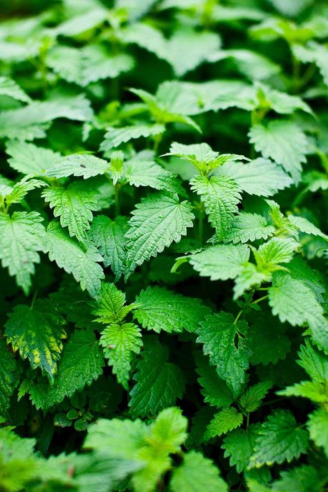 Stinging nettle is often thought of as an undesirable weed, but did you know it has tons of uses? It is high in nutrients, makes a delicious tea, and is used as an herbal remedy. Learn to grow, harvest, and use stinging nettle with our in-depth guide on Gardener’s Path. #herbgarden #stingingnettle #gardenerspath Alchemy Ingredients, Medicinal Gardening, Nettle Plant, Spring Harvest, Book Vibes, Stinging Nettle, Sleeve Ideas, Beneficial Insects, Apartment Garden