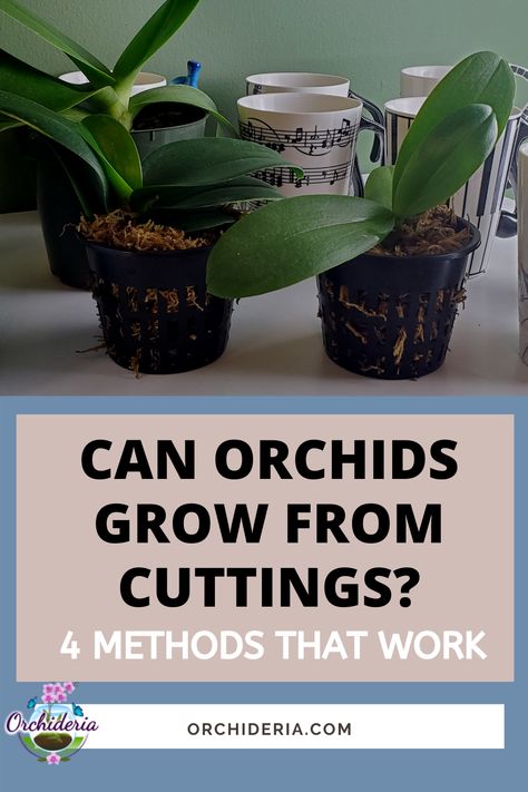 Grow Orchids From Cuttings, Propagating Orchids From Stems, Propagating Orchids From Cuttings, Propagating Orchids, Grow From Cuttings, Orchid Growing, Diy Orchids, Houseplant Tips, Orchids Care