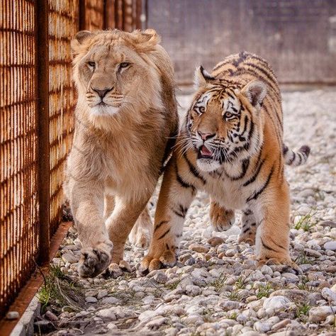 Lion & Tiger... LOVE Tiger Playing, Jurassic World Wallpaper, Lion Live Wallpaper, Big Cats Photography, Tiger Cubs, Wild Animals Photography, Panthera Tigris, Panthera Leo, Tiger Love