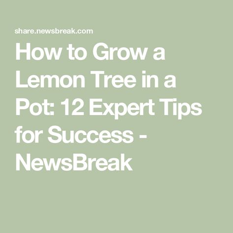 How to Grow a Lemon Tree in a Pot: 12 Expert Tips for Success - NewsBreak How To Grow A Lemon Tree In A Pot, How To Repot A Lemon Tree, How To Grow A Lemon Tree From Cuttings, How To Grow A Meyer Lemon Tree In A Pot, Container Gardening Fruit, Improved Meyer Lemon Tree, How To Store Carrots, Moisture Meters, Dishwasher Pods