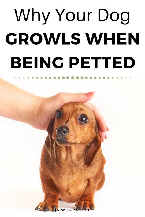 Growling is commonly misunderstood as plain aggressive vocalization. A growling dog is portrayed as a snarling erratic and potentially very dangerous animal. But primarily, growling is just a form of vocal communication between species. Pleasure growling, for example, is a positive sign of affection and love. Find out why your dog is growling when being petted and how to fix this unpredictable behavior. #dog #aggression #growling Puppy Aggression Training, Growling Dog, Dog Growling, Dog Aggression, Sign Of Affection, Dog Behavior Training, Dog Behavior Problems, Basic Dog Training, House Training Dogs