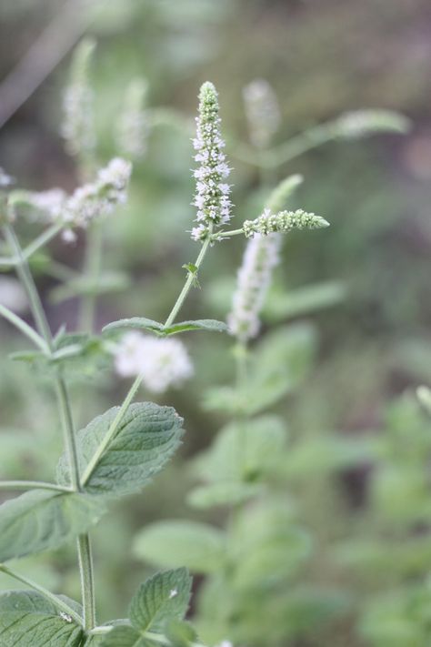 Favorite Herbs to Grow as a Flower Farmer — the kokoro garden Easy Perennials, Growing Mint, Flower Farming, Growing Basil, 15th August, Mint Flowers, Farm Business, Ivy Plants, Flower Farmer