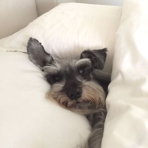 Schnauzer Breed, Mini Schnauzer Puppies, Mini Schnauzers, Miniature Schnauzer Puppies, Miniature Schnauzers, Schnauzer Puppy, Shandy, Very Cute Dogs, Schnauzer Dogs