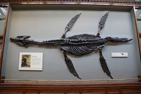 Discover Mary Anning's Plesiosaur in London, England: This marine dinosaur was discovered by one of the 19th century's greatest fossil hunters. History Museum Aesthetic, St Ives England, Fossils Activities, Natural History Museum London, Museum Aesthetic, Rocks And Fossils, Nature Museum, London Museums, Natural History Museum