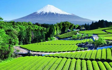 Tea Garden near Mt Fuji, Japan Gunung Fuji, Japan Nature, Mount Fuji Japan, Tea Farm, Japanese Tea Garden, Monte Fuji, Mont Fuji, Breathtaking Places, Manama