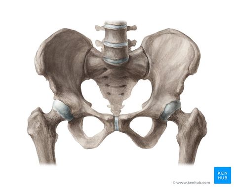 Learn the anatomy of the pelvis fast and stress-free in this article, where we walk you through its bones, joints, ligaments, foramina and clinical aspects. Pelvis Anatomy, Joints Anatomy, Tensor Fasciae Latae, Bone Drawing, Femur Bone, Pelvic Bone, Lower Limb, Anatomy Sketches, Body Anatomy