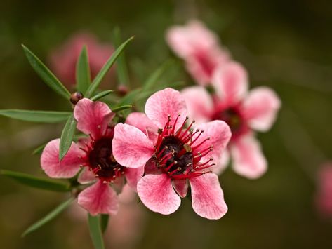 Manuka Plant, Manuka Flower, Manuka Tree, Australian Flowers, Flower Pens, Honey Gifts, Captain Cook, Small Flower Tattoos, Flower Close Up