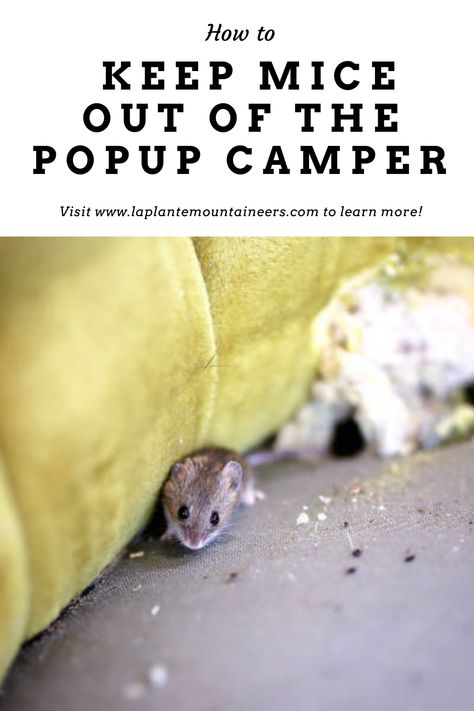 Winterizing Your Pop Up Camper, Trailer Remodel Single Wide, Peppermint Oil For Mice, Trailer Redo, Hybrid Camper, Pop Up Camper Trailer, Popup Camper Remodel, Rodent Repellent, Pop Up Trailer