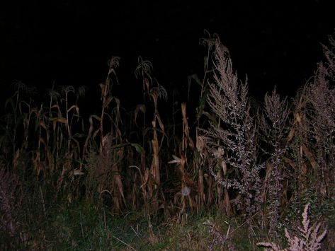 Cornfield Aesthetic Night, Corn Field At Night, Cornfield At Night, Corn Field Aesthetic, Self Shoot Ideas, Outlast Ii, Night Field, Midwest Gothic, Confused Face