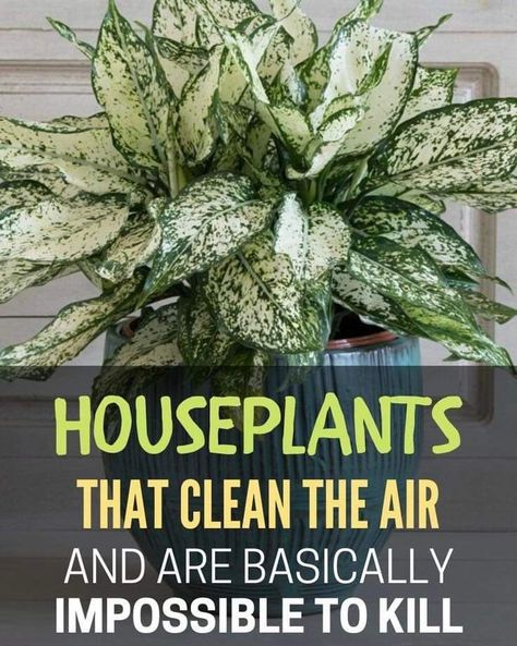 Low Light House Plants, Household Plants, Inside Plants, Growing Plants Indoors, Best Indoor Plants, Air Purifying Plants, Houseplants Indoor, Ornamental Plants, House Plants Indoor