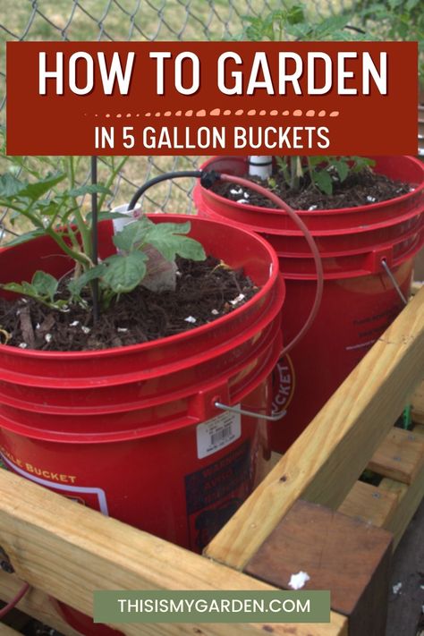 If you want to know an easy secret for Gardening Made Easy, try using 5-gallon buckets to grow your vegetables, flowers, or herbs!! Using buckets not only saves you space, but also time in weeding and caring that a traditional garden needs! Read our easy tips so you can still have a great harvest when using 5-gallon buckets! Plastic Container Gardening, Tomato In Bucket, Planting Tomatoes In 5 Gallon Buckets, Growing Tomatoes In 5 Gallon Buckets, Gardening In Buckets, Bucket Vegetable Gardening, Five Gallon Bucket Garden, Bucket Gardening 5 Gallon Stand, 5 Gallon Bucket Planter Ideas