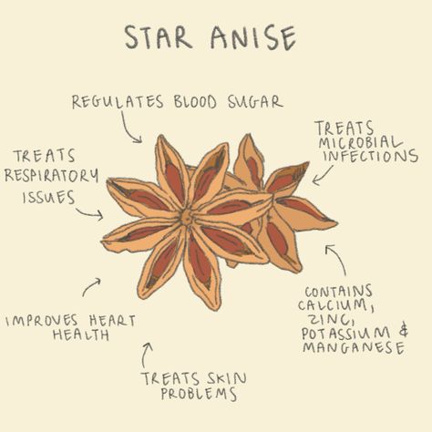 The wonders of star anise! We use only the best ingredients for our chai, sourcing only organic star anise ⭐️ #healthy #chai #organic #vegan #glutenfree #baking Growing Star Anise, Anise Star Recipes, Star Anise Decorations, Anise Tea Benefits, Star Anise Benefits, Star Anise Tea, Anise Star, Herbal Education, Medical Herbs