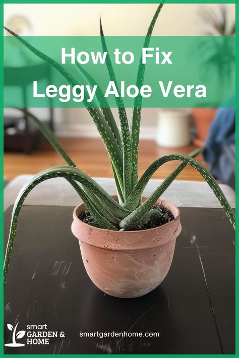 Leggy aloe vera plants need more light, less water, and a larger pot. Prune back the excess growth and repot in fresh soil to keep your aloe healthy and strong. Learn more tips at Smart Garden and Home. How To Repot Aloe Vera Plant, Composting Methods, Houseplant Care, Garden Compost, Aloe Plant, Aloe Vera Plant, Smart Garden, Plant Table, House Plant Care