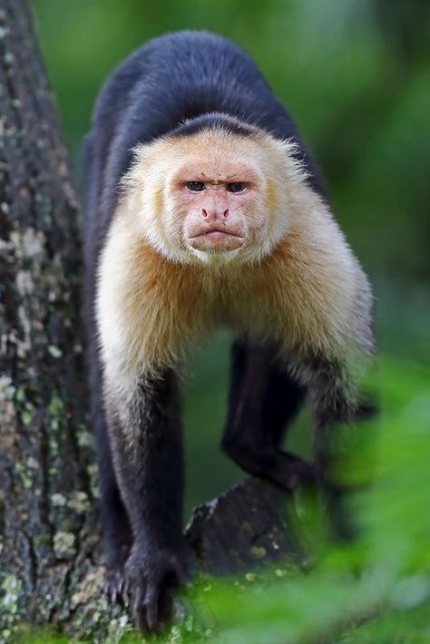 Monkey Photography, Types Of Monkeys, Capuchin Monkey, Mandrill, American Animals, Wild Animals Pictures, Pet Monkey, Most Beautiful Animals, Monkeys Funny