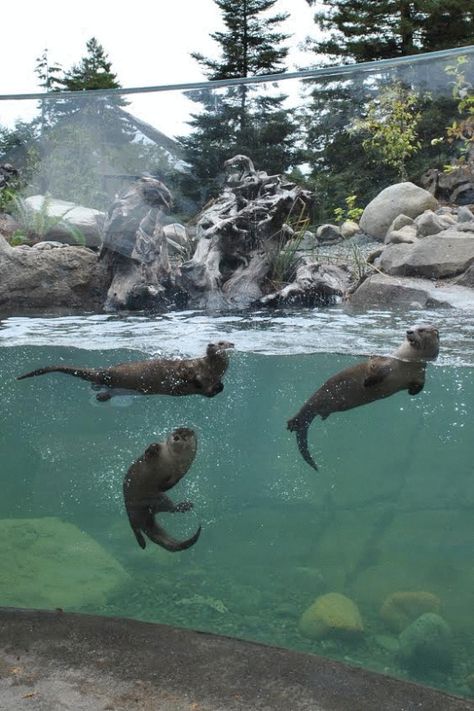 Watershed Heroes, Sequoia Park Zoo, Eureka, Californië, USA by Studio Hanson Roberts ... #Zoo #Zoological #ZooDesign #ZooArchitecture #Animals #ZooAnimals Zoo Pictures, Zoo Architecture, Zoo Photos, Zoo Park, River Otter, Animal Sanctuary, Camping Theme, The Zoo, Zoology