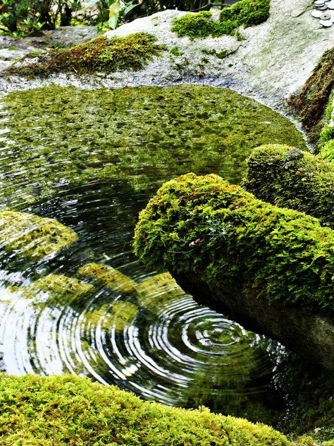 Ripple Kyoto japan Nanzen-ji temple Japan Garden, Moss Garden, Body Of Water, Kyoto Japan, Alam Yang Indah, Zen Garden, Japanese Garden, Garden Styles, Landscape Architecture