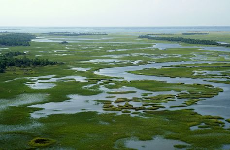 Estuary Aesthetic, Bookish Drawings, Marsh Architecture, Marsh Land, Coastal North Carolina, Interactive Multimedia, Bald Head Island, Salt Marsh, Environmental Conservation