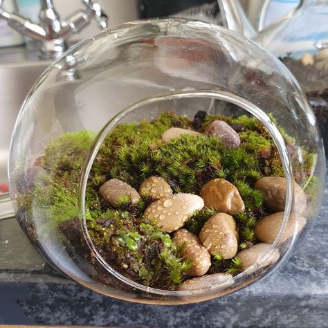 Sphagnum Moss, Terrarium Ideas, Moss Terrarium, Glass Sphere, Glass Terrarium, House Plants Decor, Vivarium, Plants Decor, Plant Decor