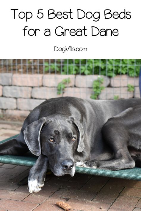 Great Dane Care, Great Dane Bed, Dog Space, Dog Lounge, Best Dog Beds, Giant Breeds, Great Dane Puppy, Dane Dog, Great Dane Dogs