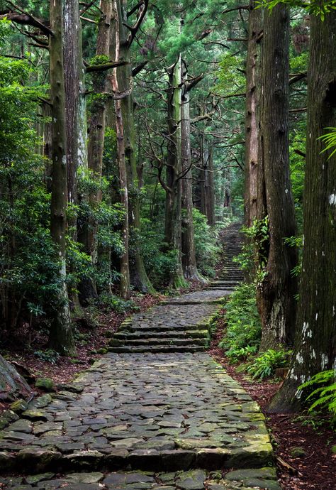 Japanese Forest, Forest Trail, Forest Path, Forest Road, Walk In The Woods, Alam Yang Indah, Magical Places, Nature Aesthetic, Fantasy Landscape