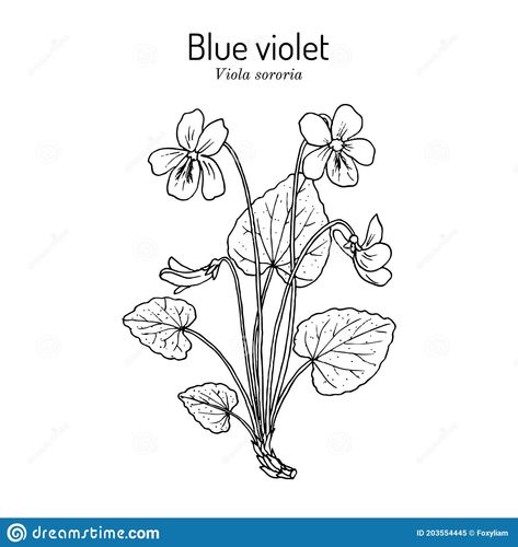 Common Blue Violet Tattoo, Violet Flower Drawing Simple, How To Draw Wood, Violet Illustration, Tropaeolum Majus, Botanical Vector, Violet Tattoo, Flower Violet, Botanical Sketchbook