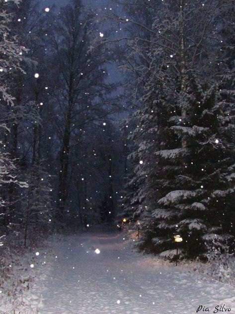 Snow Night, Snow Falling, Christmas Forest, Winter Sky, Night Forest, Snowy Forest, Winter Love, Winter Wallpaper, Winter Magic