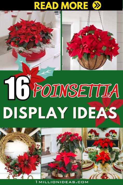 The holiday season is synonymous with vibrant reds, lush greens, and the unmistakable presence of poinsettias. These iconic flowers, with their festive hues, have the power to transform any space into a winter wonderland. Beyond simply placing them in a pot, there are various creative ways to showcase these holiday blooms. This year, let's try something new by exploring 16 delightful ways to display poinsettias, infusing your home with the spirit of the season. Christmas Decor Poinsettia, Poinsettas Around Christmas Tree, Poinsettia Decorating Ideas, Poinsettia Decor, Home For The Holidays, Try Something New, Lush Green, Poinsettia, Vibrant Red