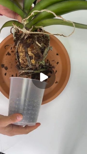 House Plant Nirvana on Instagram: "Orchid repotting plant care tips! 

DM for credit or removal request (no copyright infringement intended).💡💡 🔗 All rights and credits reserved to the respective owner(s)
video cred: @plantanarts on tiktok!

#plantcaretip
#plantcare
#plantcare101
#plantcareisselfcare
#plantlovers
#plantparent
#plantmom
#plantdad
#plantjokes
#plantdecor
#plantshelfie
#planthoarder
#plantasdecasa
#plantsmakemehappy
#plantasdeinterior
#houseplant
#houseplantlove
#houseplantsmakemehappy
#houseplantdiary
#houseplanthome
#houseplantaesthetic
#houseplanthoarder
#houseplanthobbyist
#houseplantsociety
#houseplantdecor
#houseplantshop
#houseplantcollector
#houseplantinspiration
#houseplantcollection
#houseplantjungle" Orchid Repotting, Plant Jokes, Repotting Plants, Repotting Orchids, Plant Care Tips, Plant Aesthetic, Orchid Care, House Plants Decor, Plant Mom