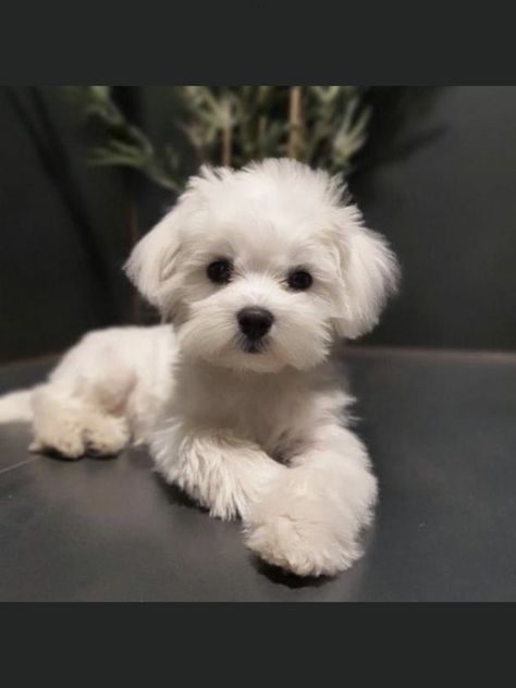 Maltese Haircuts, Maltese Dogs Haircuts, Maltese Haircut, Cute Small Dogs, Dog Haircuts, Really Cute Puppies, Bichon Frise Dogs, Maltese Puppies, Super Cute Puppies